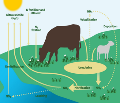 Nitrogen Cycle and Emissions in grazed pasture systems. Credit: De Klein et al., 2008.